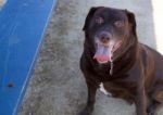 Smiling Chocolate Lab Stock Photo