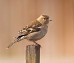 Female Chaffinch Stock Photo