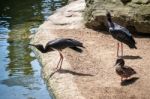 Abdim's Stork At The Bioparc In Fuengirola Stock Photo