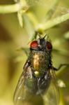 Blow Fly (lucilia Caesar) Stock Photo