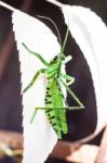 Grasshopper Stock Photo