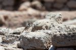 Crested Lark (galerida Cristata) Stock Photo