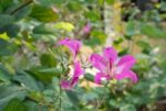 Purple Bauhinia With Green Leaf Background Stock Photo