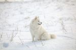 White Dog Samoyed Play On Snow Stock Photo