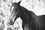 Horse In The Paddock Stock Photo