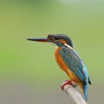 Female Common Kingfisher Stock Photo