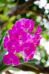 Beautiful Purple Orchid Blooming On The Trees. Warm Sunshine Bac Stock Photo