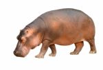 Hippopotamus Isolated Stock Photo