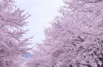 Cherry Blossom With Soft Focus, Sakura Season In Korea,background Stock Photo