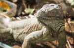 Adult Big Iguana Stock Photo