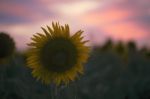 Sunflowers In A Field In The Afternoon Stock Photo