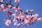 Wild Himalayan Cherry Stock Photo