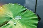 Water Drops On Lotus Leaf In Pond Stock Photo