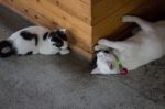 Cute Black And White Cats In The Living Room Stock Photo