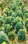 Organic Green  Ornamental Cabbage Stock Photo