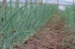 Plantation Of Onions In Greenhouse Organic Garden Stock Photo