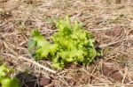 Lettuce Stock Photo