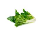 Bok Choy Vegetable Isolated Stock Photo