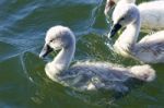 Cute Young Chick Og The Mute Swans Close-up Stock Photo