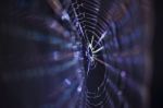 Macro Of A Spiders Web Captured At Night Stock Photo