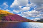 Colorful Landscape Scenery Of Pentland Hills Slope Covered By Vi Stock Photo