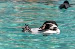 Humboldt Penguin (spheniscus Humboldti) Stock Photo