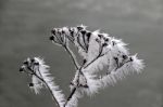 Advection Frost On Display Stock Photo