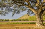 Big Tree In Pink Field Stock Photo