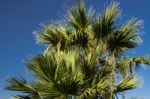 Palm Trees Stock Photo