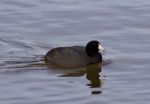 Beautiful Picture With Funny Weird American Coot In The Lake Stock Photo