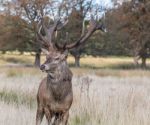 The Deer Of Richmond Park Stock Photo