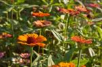 Colorful Zinnia Flower Stock Photo