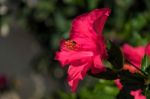 Red Hibiscus Flower Blooming In Calahonda Stock Photo