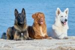 Malinois Belgian, New Scotch Retriever And White Swiss Shepherd Stock Photo