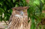 Brown Owl Close Up Stock Photo