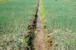 Shallot Farm Stock Photo