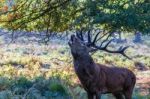 The Deer Of Richmond Park Stock Photo