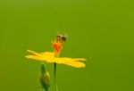 Bee On Yellow Flower Stock Photo