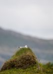 Mew Gull On Its Nest By The Sea Stock Photo