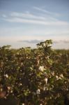 Cotton Field In Oakey, Queensland Stock Photo