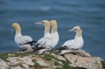 Gannets Stock Photo