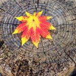 Autumn Maple Leaves On Wooden Background Stock Photo