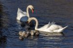 Mute Swans (cygnus Olor) With Cygnets Stock Photo