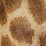 Giraffe Skin Stock Photo