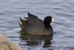 Beautiful Background With Amazing American Coot In The Lake Stock Photo