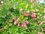 Carunda Or Karonda  (bengal-currants) Pink Fruit On Tree In The Garden.fruit For Health And High Vitamin Stock Photo