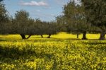 Almond Orchard In A Field Of Yellow Flowers Stock Photo