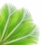 Coconut Leaf Isolated On White Background Stock Photo