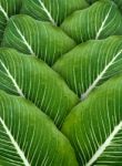 Texture Of Green Leaves Stock Photo