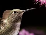 Hummingbird Head Close Up Stock Photo